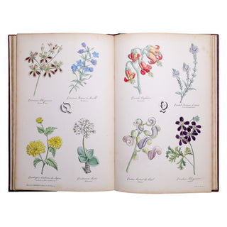[Abécédaire] Redouté (Pierre-Joseph) – Alphabet Flore.