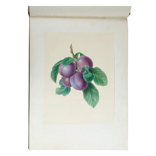 [ALBUM ROMANTIQUE] - Aquarelles de fleurs. c. 1835.