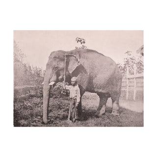 Evans (G.-H.) Claine (Jules) – Traité sur les éléphants