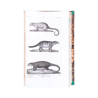 BUFFON - Œuvres complètes. 1825-1828.