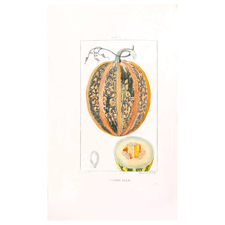 CHAUMETON - Iconographie végétale & Flore médicale. 1841-1845.