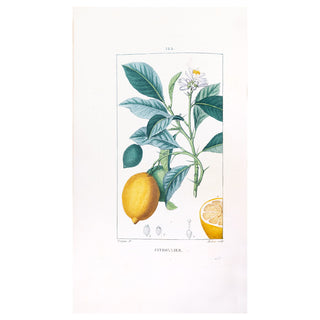 CHAUMETON - Iconographie végétale & Flore médicale. 1841-1845.