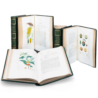 CHAUMETON - Iconographie végétale & Flore médicale. 1841-1845.
