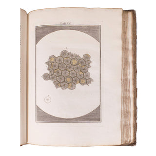 LEDERMÜLLER (Martin Frobenius) – Mikroskoopische Vermaaklykheden. 1776.