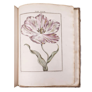 LEDERMÜLLER (Martin Frobenius) – Mikroskoopische Vermaaklykheden. 1776.