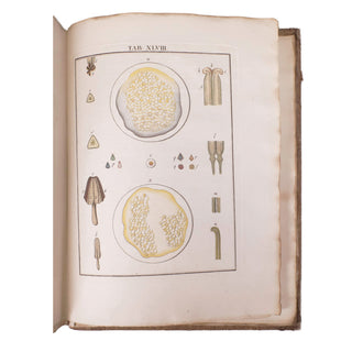 LEDERMÜLLER (Martin Frobenius) – Mikroskoopische Vermaaklykheden. 1776.