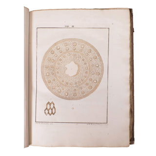 LEDERMÜLLER (Martin Frobenius) – Mikroskoopische Vermaaklykheden. 1776.