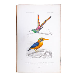 ORBIGNY (Charles d') - Dictionnaire universel d’histoire naturelle. Atlas. 1870.