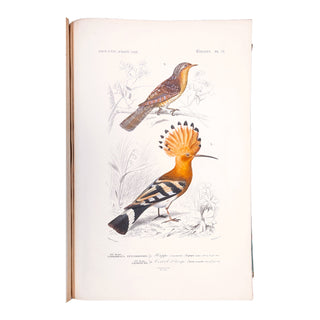 ORBIGNY (Charles d') - Dictionnaire universel d’histoire naturelle. Atlas. 1870.