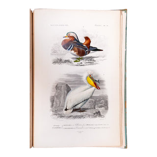 ORBIGNY (Charles d') - Dictionnaire universel d’histoire naturelle. Atlas. 1870.