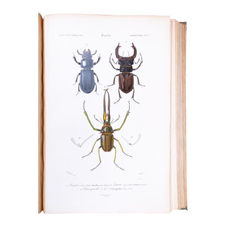 ORBIGNY (Charles d') - Dictionnaire universel d’histoire naturelle. Atlas. 1870.