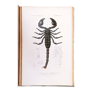 ORBIGNY (Charles d') - Dictionnaire universel d’histoire naturelle. Atlas. 1870.