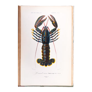 ORBIGNY (Charles d') - Dictionnaire universel d’histoire naturelle. Atlas. 1870.