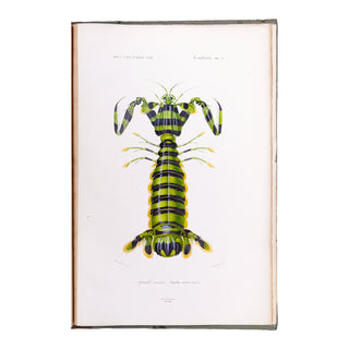 ORBIGNY (Charles d') - Dictionnaire universel d’histoire naturelle. Atlas. 1870.