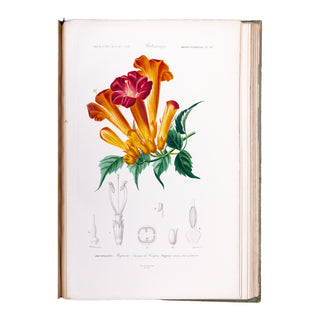 ORBIGNY (Charles d') - Dictionnaire universel d’histoire naturelle. Atlas. 1870.