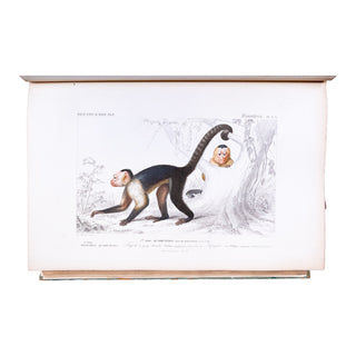 ORBIGNY (Charles d') - Dictionnaire universel d’histoire naturelle. Atlas. 1870.