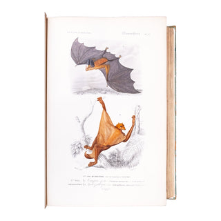 ORBIGNY (Charles d') - Dictionnaire universel d’histoire naturelle. Atlas. 1870.