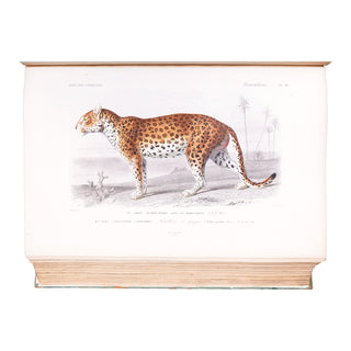ORBIGNY (Charles d') - Dictionnaire universel d’histoire naturelle. Atlas. 1870.