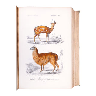 ORBIGNY (Charles d') - Dictionnaire universel d’histoire naturelle. Atlas. 1870.